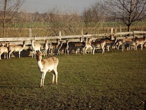 Wildvermarktung